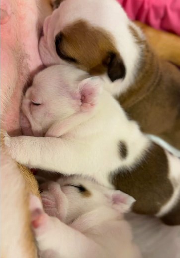 Terribles 4 Semanas de un Bulldog Inglés