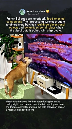 DOG CONFUSED BY TELEVISION