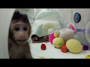 World's first cloned monkeys—Aleteia