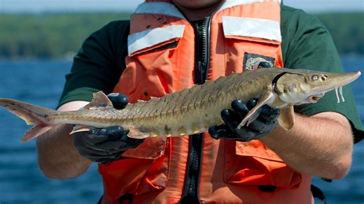 Exploring Lake Sturgeon that live in the Great Lakes | Brother Nature