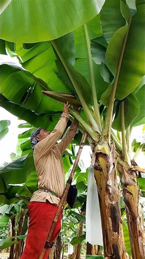 Slowly when picking the banana fruit #tips #shorts