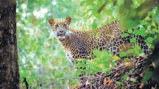 70-year-old woman mauled to death by Leopard in Gujarat's Dahod