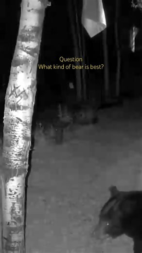 #bear #rockymountainnationalpark #wildlife #the office