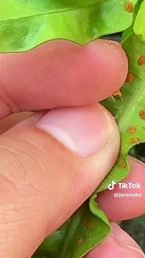 Fern Sporangia Up Close: Makeroscope View