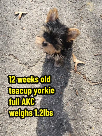 Meet Luka: Adorable 12-Week-Old Teacup Yorkie