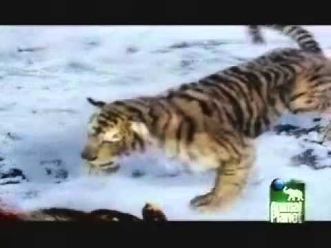 Animal Face-Off Bear vs Tiger
