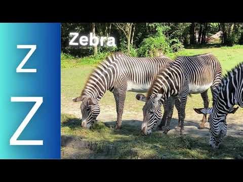 Learn ABC with Fun Repetition | A to Z Alphabet for Toddlers | Easy ABC Phonics Song