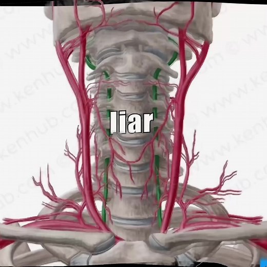 quick edit of the vertebral artery ❤️Coz i lowk gotta revise an inspector calls 😅😅😅 thanks for all the likes on my recent videos ❤️❤️❤️ #edit #biology #anatomy #neck #shake arteries arteries i love arteries anyone else