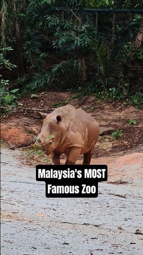 Visiting Zoo Negara Malaysia #zoo #wildlife #nature #animals #malaysia