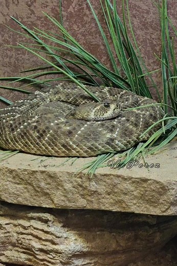 Western Diamond Rattlesnake #Rattlesnake #snake #serpent #wildlife #wildanimals #animals #animallover #animals #wildanimals #wildlife #animallovers #wildlifelover #naturelover #fbreels #reelsviral #reels #naturelover #viralanimals #godscreations #godscreationsarebeautiful | Vie Perez