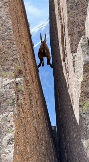 Epic Wildlife Energy 🐾🔥 | Powerful Animal Scene | Cinematic Nature 4K