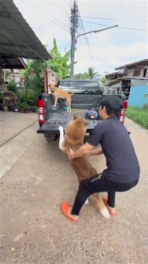 โล​ไป​ด้วย​ฮ๊าบ​ ​พี่​จูดี้​ #animallife #pets #doglife #cutedog​#streetdog​#siberianhusky​