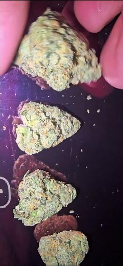 🔥 first class funk 🔥 by hytek #michiganweed #gas #hytek #endlessfire.