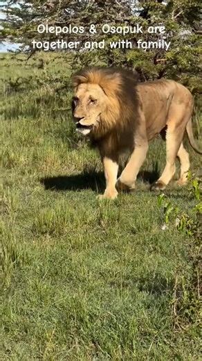 Olepolos in Grasslands of Masai Mara. His brother Osapuk is doing well as he was unwell few days ago