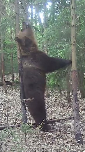 "Bear Scratches Back #4 – Nature's Massage!" #wildlife #nature #bear