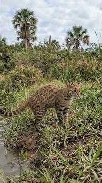 PANTANAL CAT: The Pantanal cat is a small and elusive wild feline native to South America! #animals