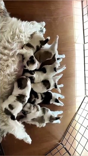 shitzu mother and puppies milk feeding