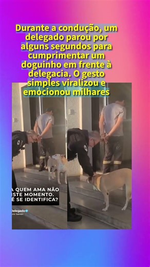 No meio de uma condução policial, delegado para fazer carinho em doguinho #dzqb #attvc #L