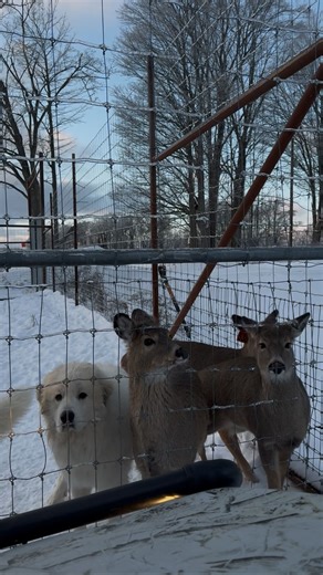 Lillian VanPolen on Instagram: "Life’s work never clocks out🕰️ I think everyone’s definition of ‘the grind’ is so different depending on your life and goals. Not everyone is prioritizing the same things you might be. Which is such a beautiful reminder that we are so individually different🤎 No one is on the same timeline, experience or path. You just have to keep making the choices that fit for you & your family. Building it one day at a time🤎 #farming #explore #thegrind #homesteading #selfsuf