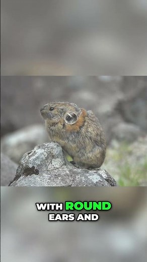 Collared Pika: Alaska's Adorable Mountain Dweller! #animalfacts #natureshorts