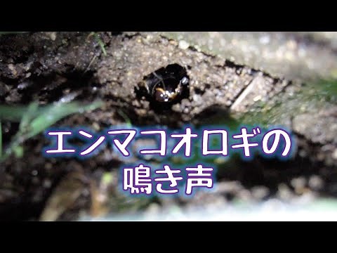 エンマコオロギの鳴き声