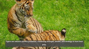 10 Key Factors in Tiger Prey Selection