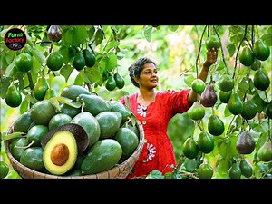 Avocado Harvesting Process- Modern Avocado Farming- How To Processing Avocado & Guacamole in Factory