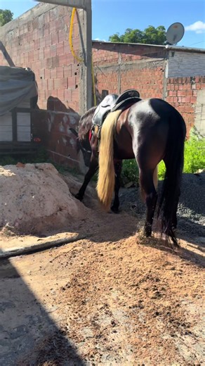 Cavalo Mangalarga Marchador: A Beautiful Breed