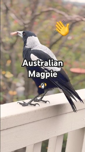 Did you know? The most common Australian Magpie wears a white back! 🤔