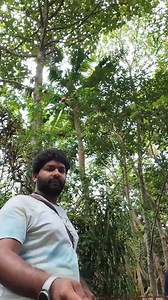 10K views · 29 reactions | Must Visit place in Kottayam | Family Friendly| Mango Meadows World's First Agricultural Theme Park | Mango Meadows Agricultural Theme Park | Facebook