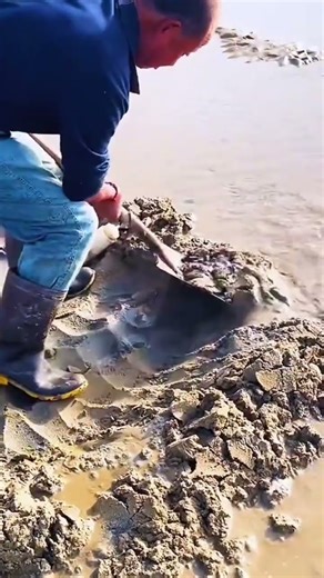 A man who is digging sand on a beach to look for sea animals