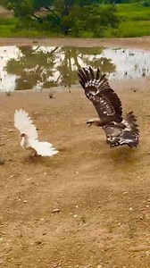 Hawk eagle hunting hen 😲😯 #falconry #falcon #hawk #bird #raptor #wildlife #nature #conservation #education #training #hunting #sport #hobby #passion #love #respect #wildfalconry #birdofprey #freedom #soaring #freedomofflight #birdattack #birdattacks | Anime