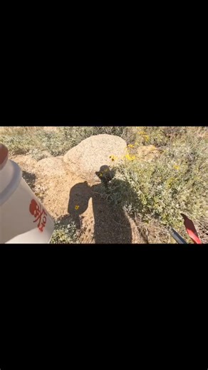 I was called out to relocate a Gila Monster in my neighborhood. When I arrived, it had already traveled from the original homeowner's courtyard to the next-door neighbor's backyard. | Rattlesnake Solutions