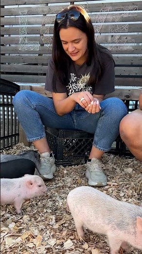 Snouts and Snorts | Joy of Pigs 🐷