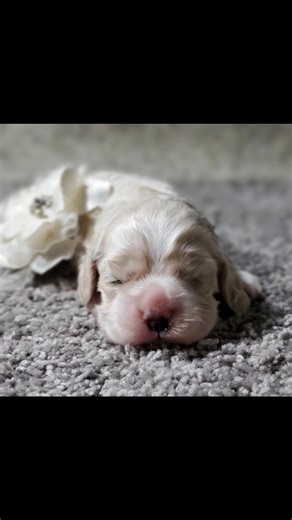 They're finally here! Halo and Waffles Puppies ❣️ Welcome Puppy Bailee Buff and White female AKC REG American COCKER SPANIEL. We are beyond excited about this sweet baby. Born 11/8/2025 #puppy #cockerspaniel #cockerspanielpuppy #cockerspanielpuppies #lovestory #mentalhealth #Mississippi #MississippiPuppies #family | Chloe's Cocker Spaniels