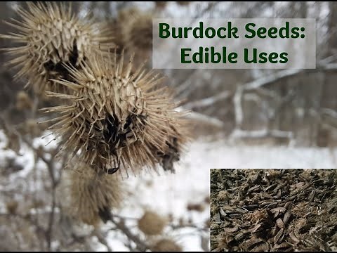 Burdock Seed Preparation and Uses
