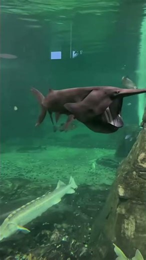 Check out this huge paddle fish! 🤯👀 #exoticaquariumfish #fishtank #megaquarium