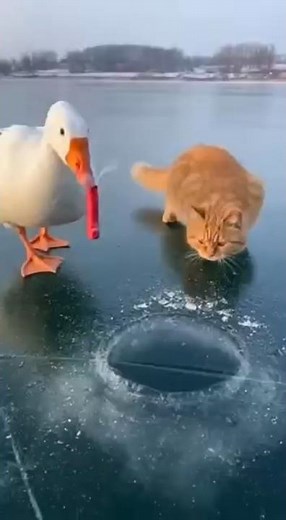Goose Uses Firecracker to Fish 🤯 Cat's Wild Reaction!