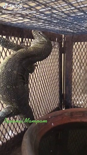 Monitor Lizard Care: Understanding Behavior and Habitat