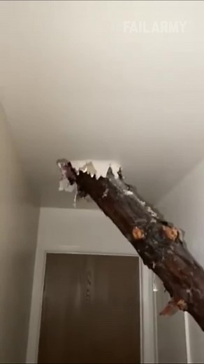 The only time a tree should be inside is Christmas 🤣😱 #storm #fails #fail