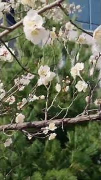 매화타령 김영임