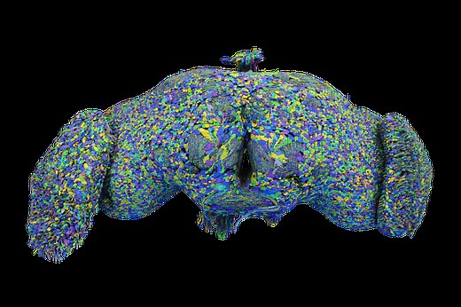 Scientists Unveil the First-Ever Complete Map of an Adult Fruit Fly’s Brain, Captured in Stunning Detail