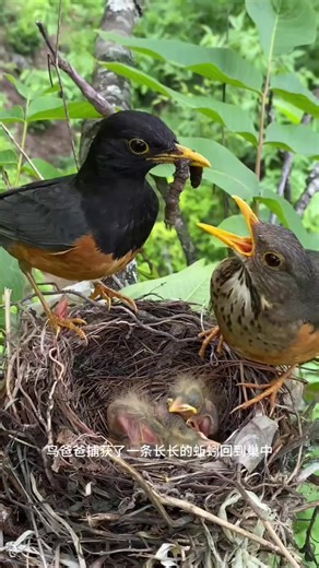 wildbird163 (@wildbird163)’s videos with Divine Intervention - Angelical Voices & Dee Piano & Melodia Simples & Dy Kamylle