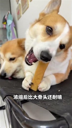 Goat & Cow Milk Cheese: A Traditional Delight Unveiled