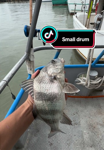 Catching Big Drum Fish in Galveston: Tips & Techniques