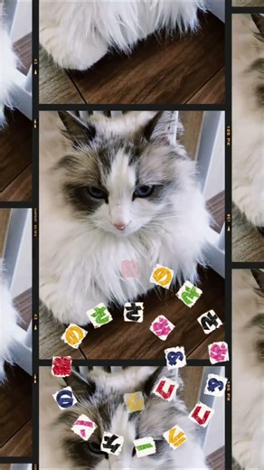 【別に欲しくないけど？】 #ラグドール #cat #猫のいる暮らし