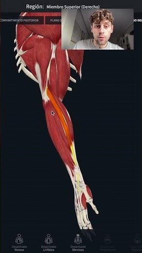 CONOCE EL FLEXOR DE CODO QUE PARECE UN EXTENSOR (SU NOMBRE ES MUY FÁCIL DE MEMORIZAR)