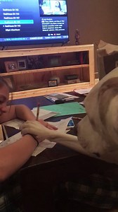 5.3K views · 315 reactions | P'Update Harrison from the Presidental trio, did not want his sister doing homework. How cute is this?! | Adore-A-Bull Rescue | Facebook