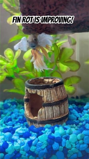 Bolt’s Fin Rot is improving! Read the description for how we did it! #fishtank #finrot #bettafish