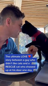 He stole my food....and my heart ❤️ #catlife #lovemycat #blackcat | JJ Yosh